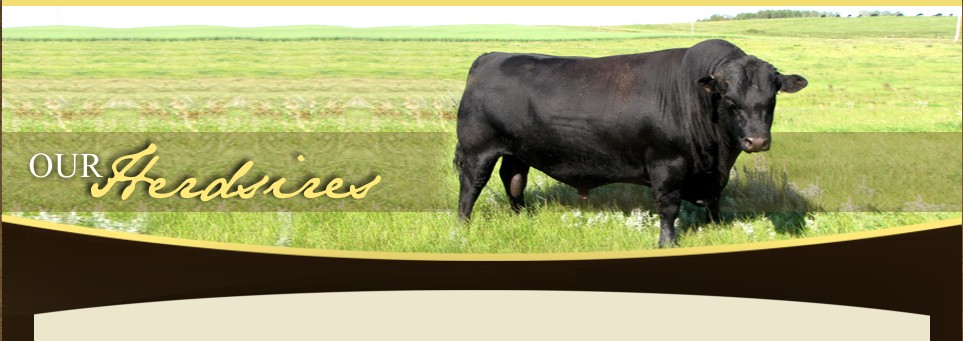 Veetee Angus Herdsires