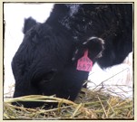 Progeny Buyback Program