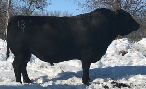 Veetee Angus Herdsires