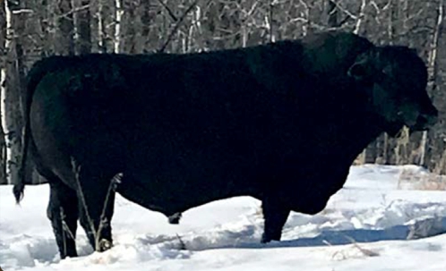 Veetee Angus Herdsires