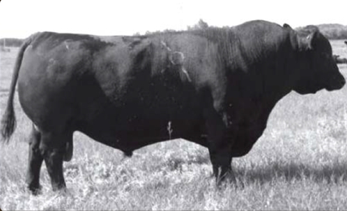Veetee Angus Herdsires