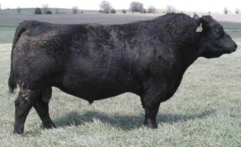 Veetee Angus Herdsires