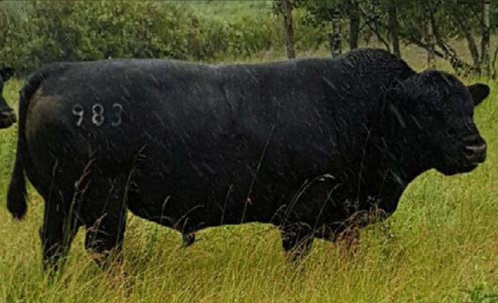 Veetee Angus Herdsires